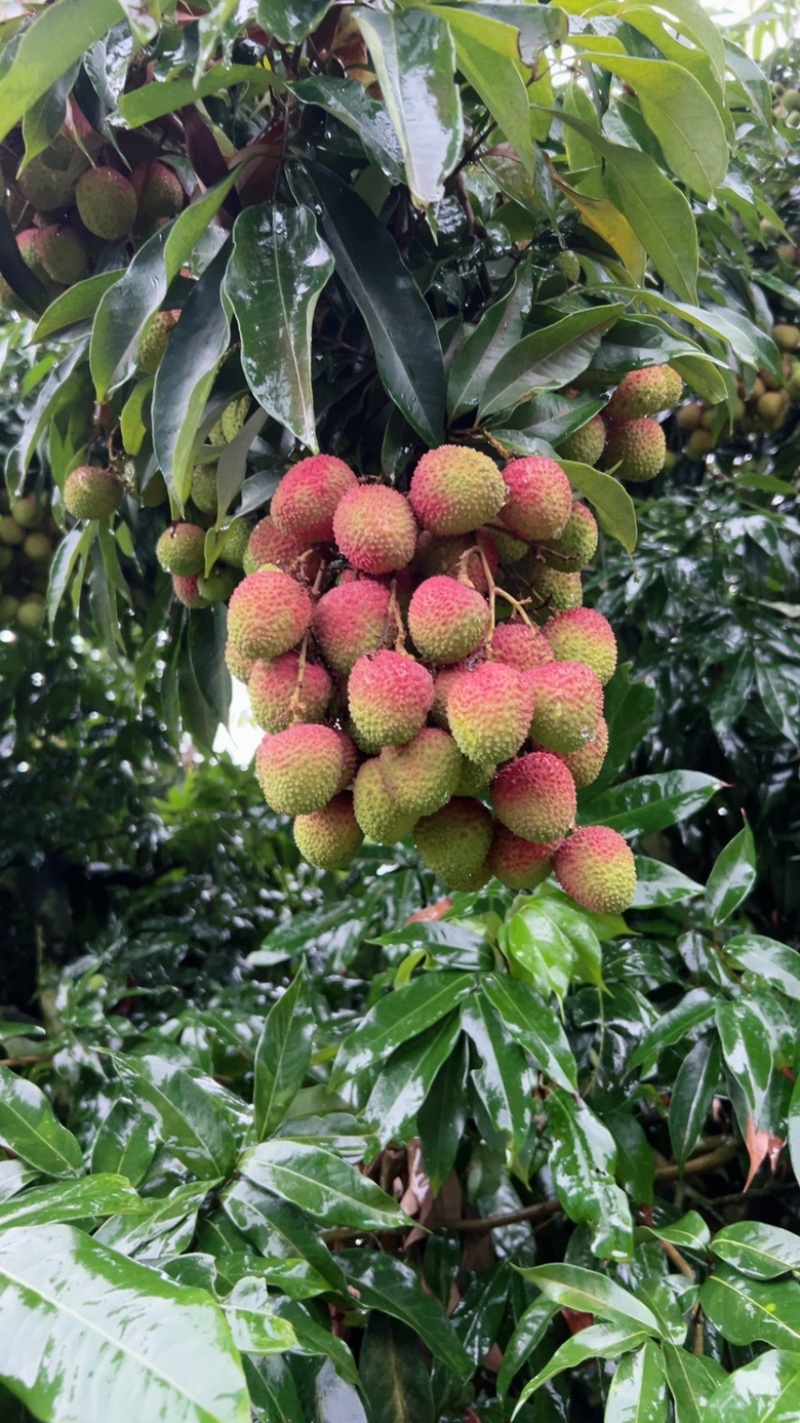 广东妃子笑荔枝