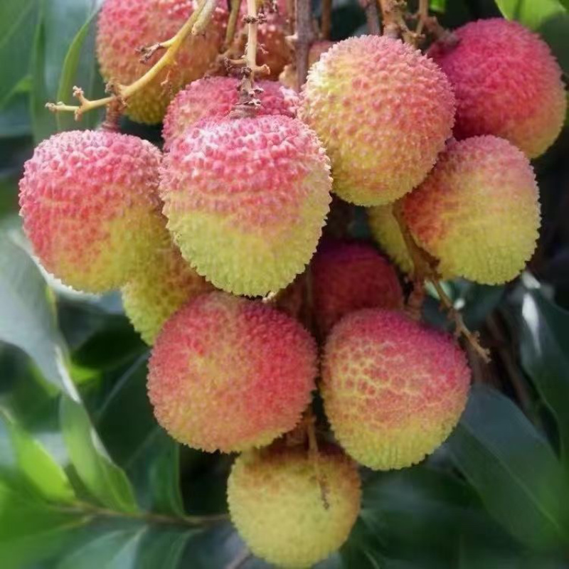 广东妃子笑荔枝