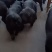 黑金刚育肥黑猪苗，抗病能力强，耐粗饲，体型好瘦肉型