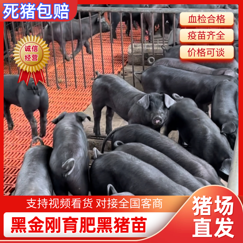 黑金刚育肥黑猪苗，抗病能力强，耐粗饲，体型好瘦肉型