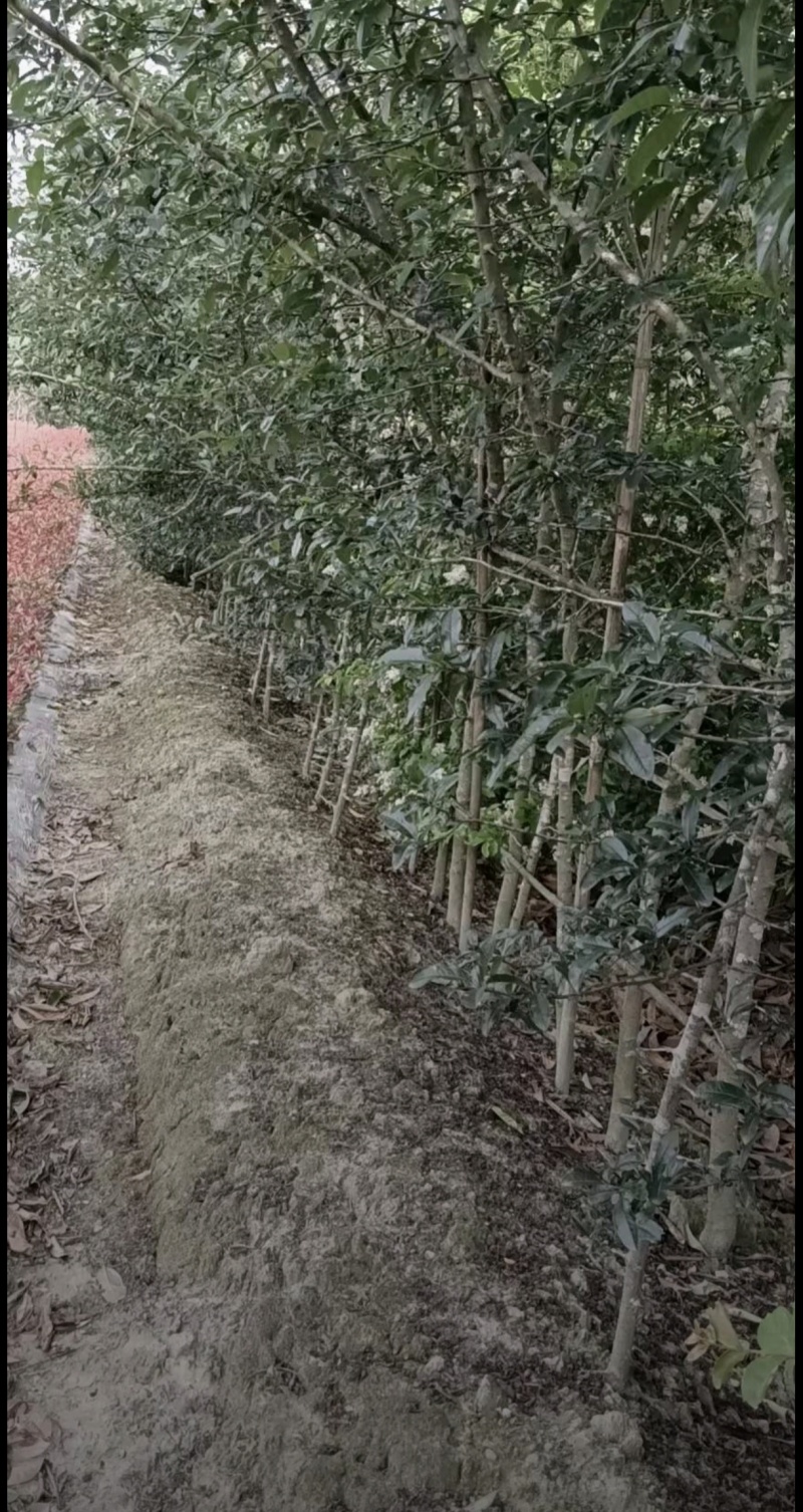 贴梗海棠，高度2-3米，直径2-3厘米，绿篱**