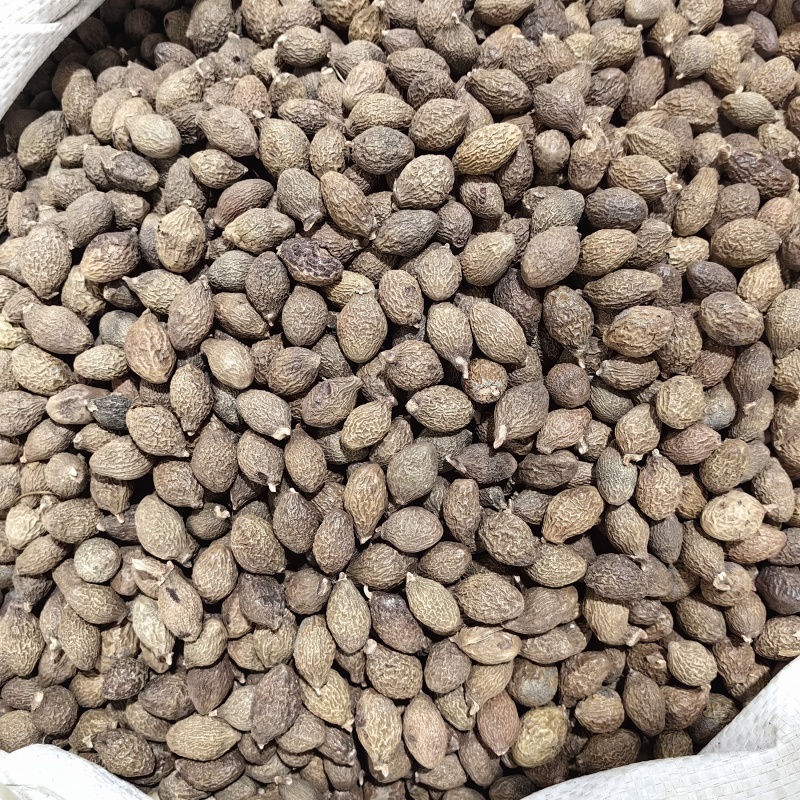 胖大海优质纯干各种规格批发零售正品