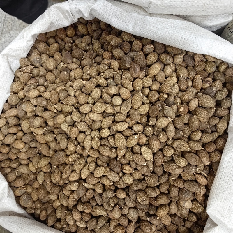 胖大海优质纯干各种规格批发零售正品
