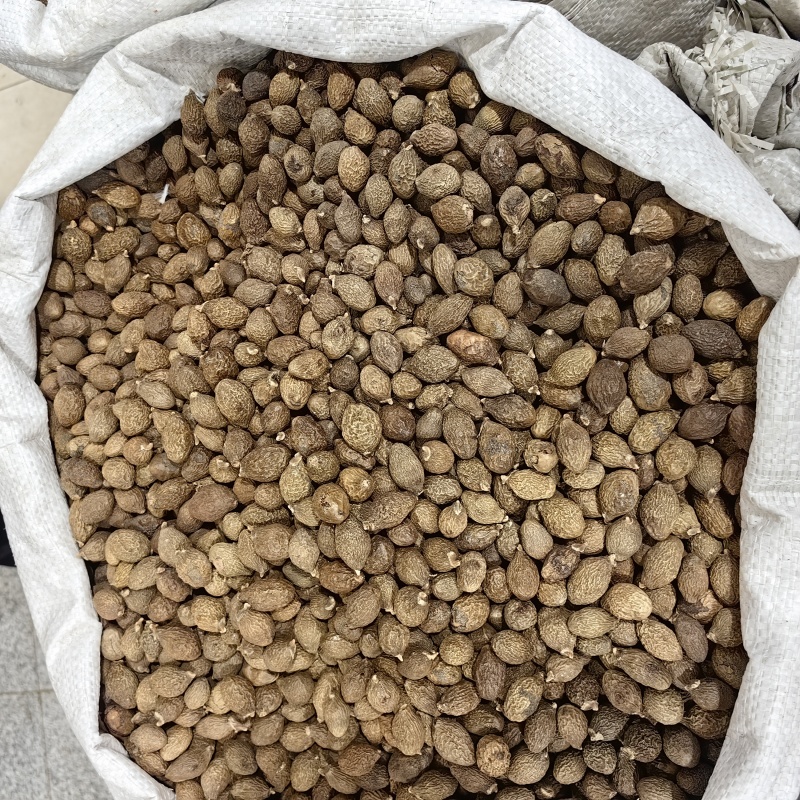 胖大海优质纯干各种规格批发零售正品