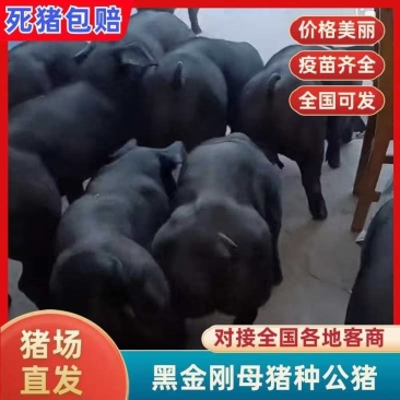 山东临沂黑金刚母猪种公猪，猪场直发疫苗齐全可视频看货
