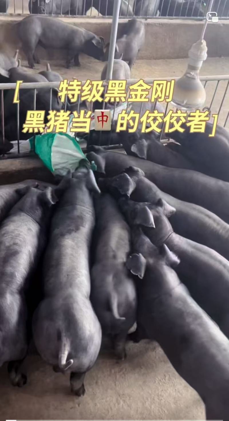 山东临沂黑金刚母猪种公猪，猪场直发疫苗齐全可视频看货