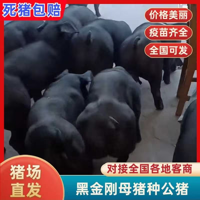 山东临沂黑金刚母猪种公猪，猪场直发疫苗齐全可视频看货
