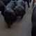 山东临沂黑金刚母猪种公猪，猪场直发疫苗齐全可视频看货