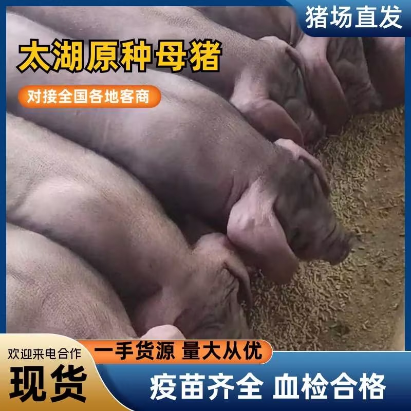 太湖高产母猪奶头二十多一窝高产二十多母性好产仔多