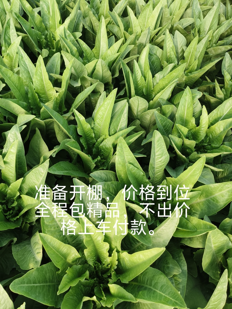 精品油麦菜