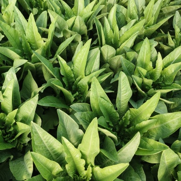 精品油麦菜