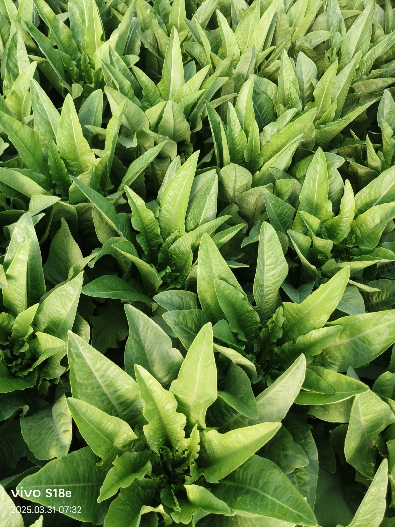 精品油麦菜