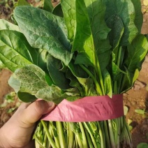 【产地直发】精品菠菜现摘现发，品质保障，量大价低