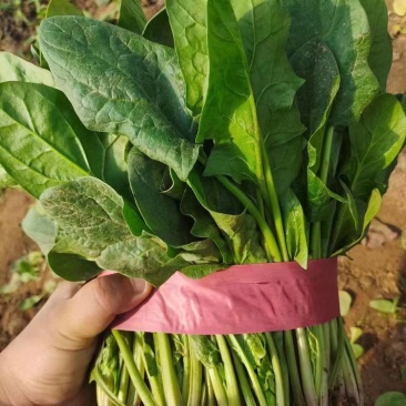 【产地直发】精品菠菜现摘现发，品质保障，量大价低