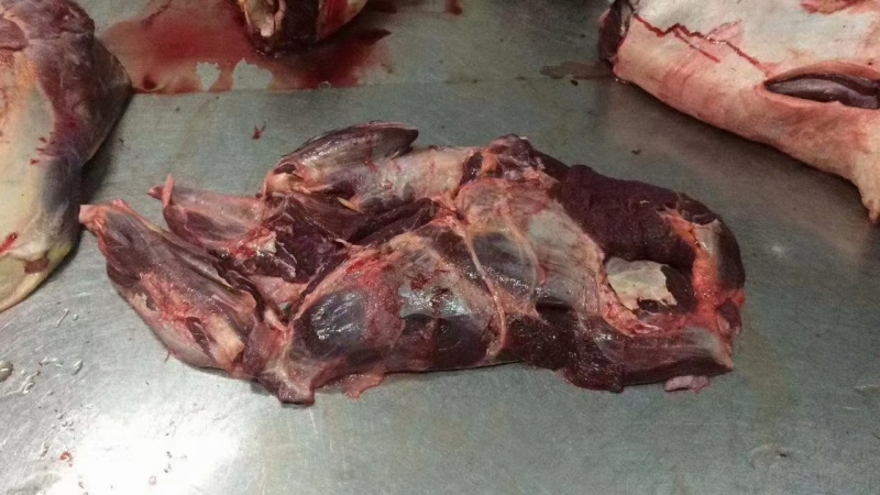 正宗驴肉批发