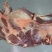 正宗驴肉批发