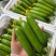 四川小黄瓜，燕白黄瓜，水果黄瓜大量供应。货源充足