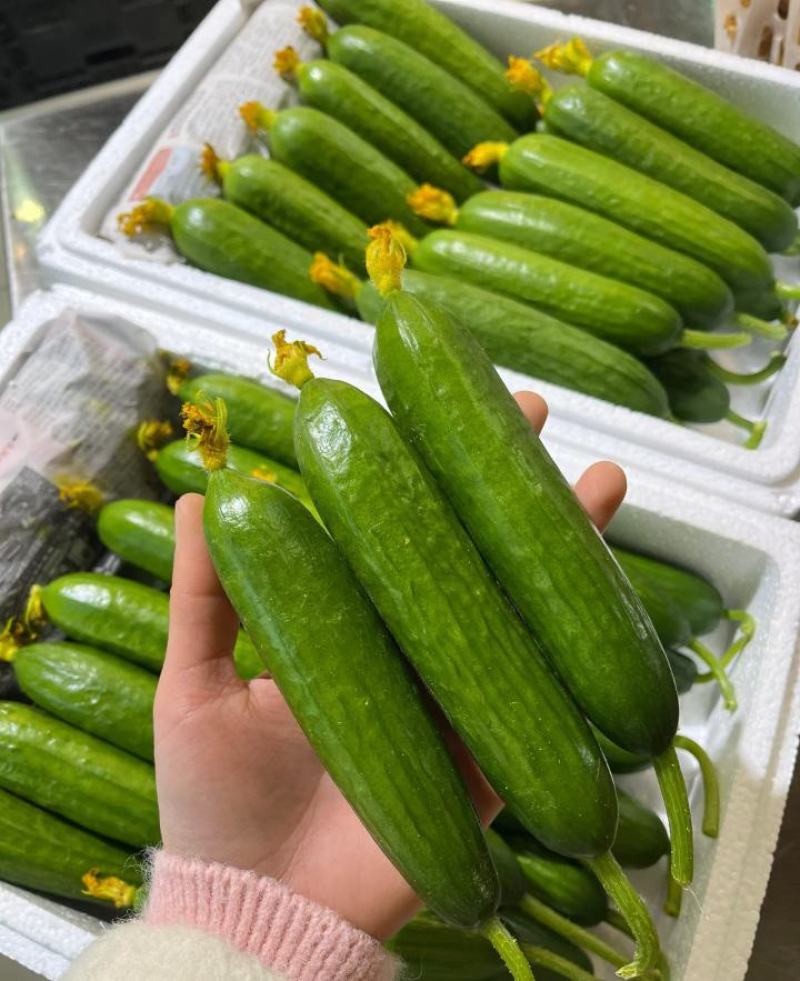 四川小黄瓜，燕白黄瓜，水果黄瓜大量供应。货源充足