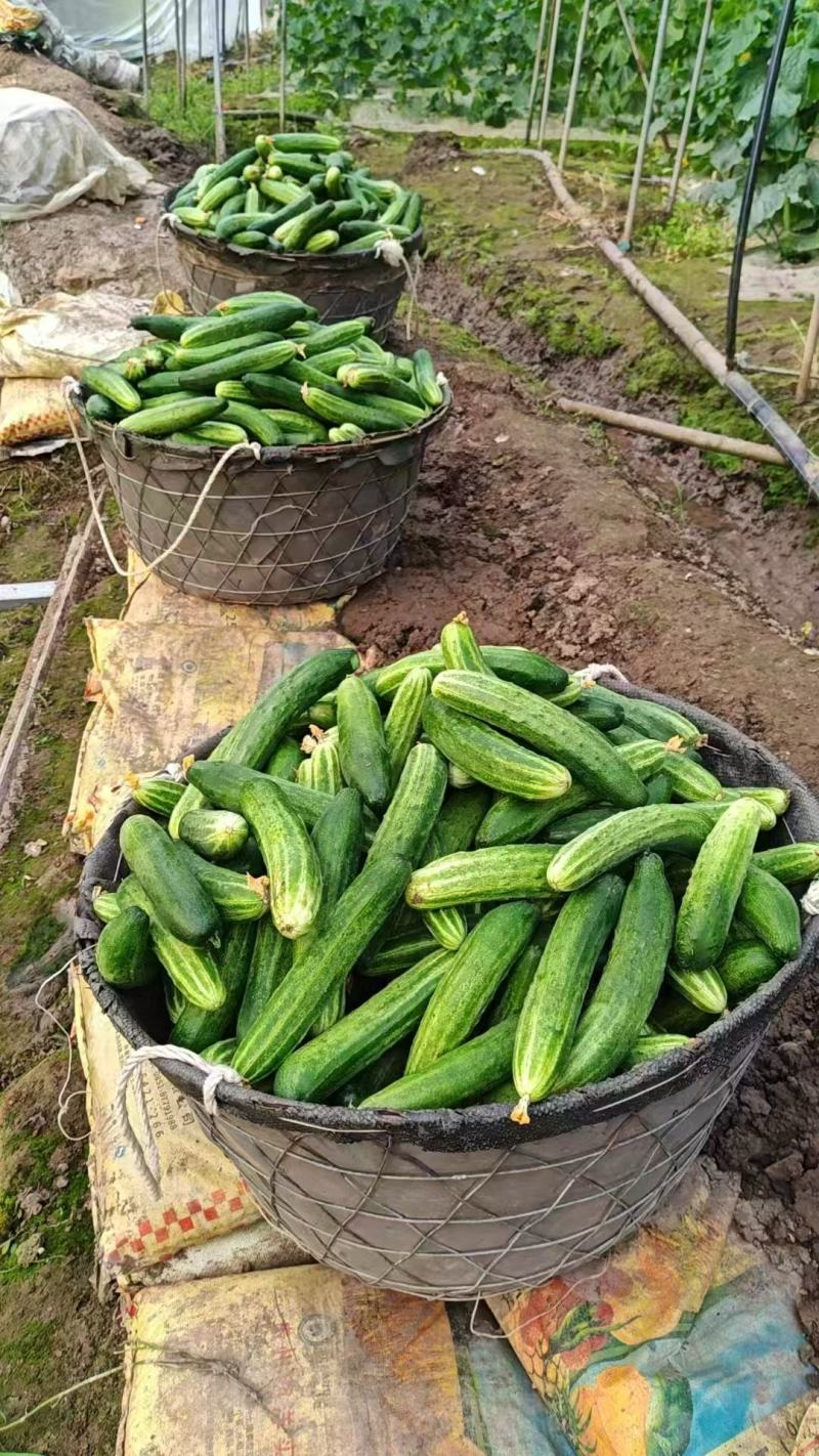 四川小黄瓜，燕白黄瓜，水果黄瓜大量供应。货源充足