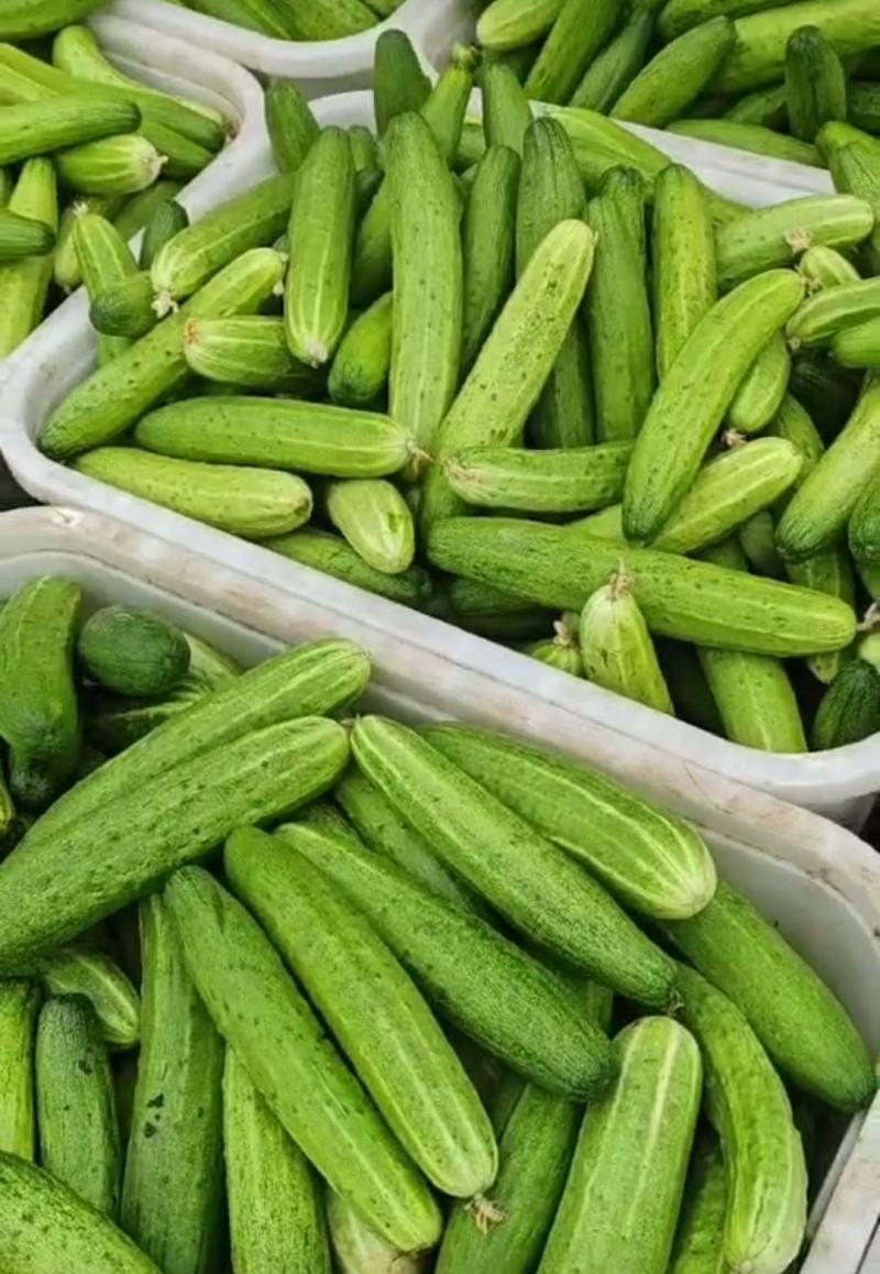 四川小黄瓜，燕白黄瓜，水果黄瓜大量供应。货源充足
