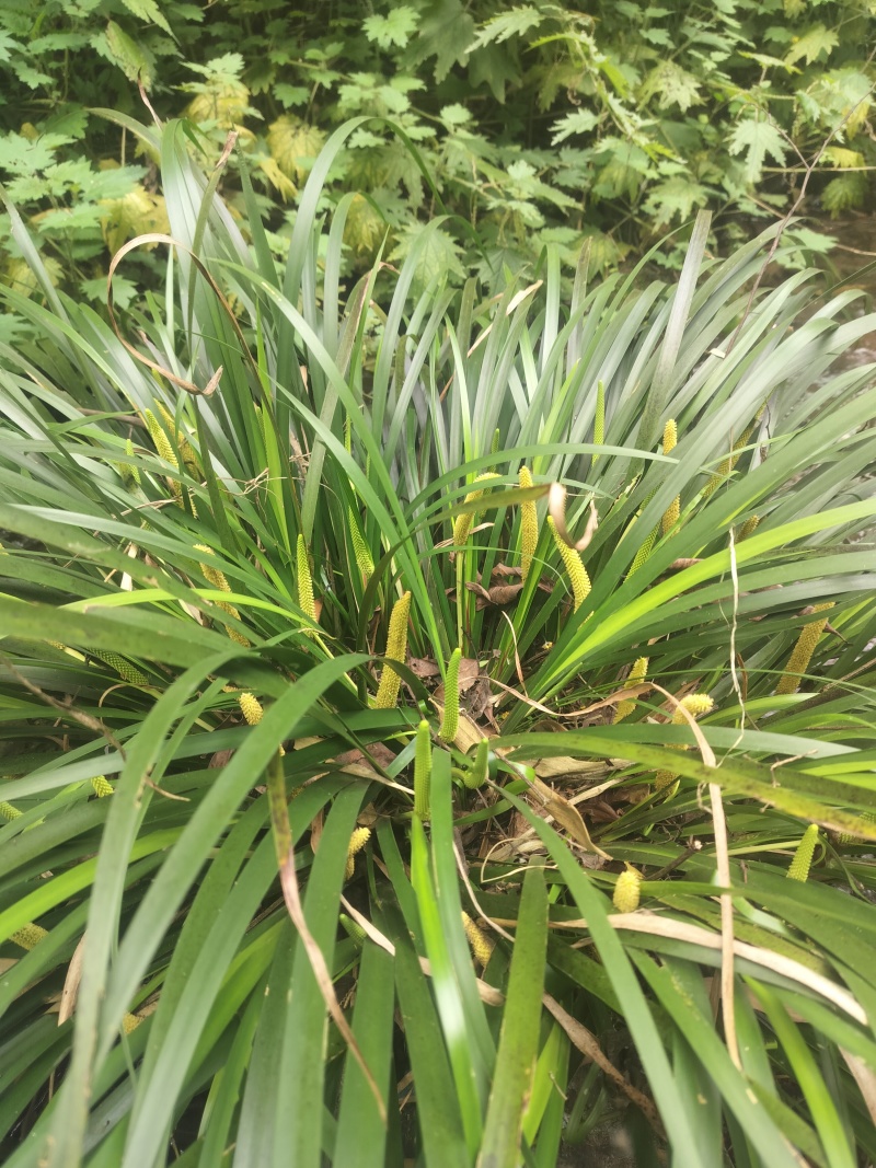 石菖蒲