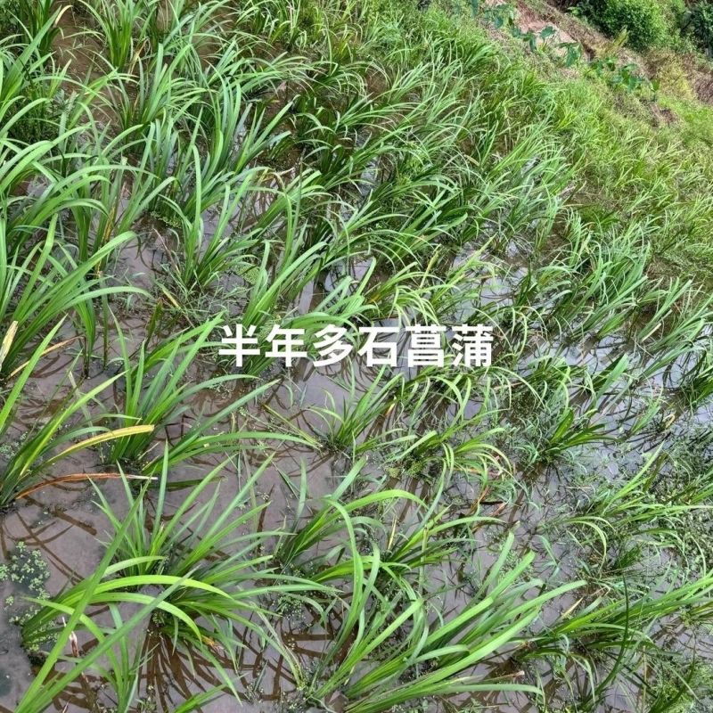 石菖蒲