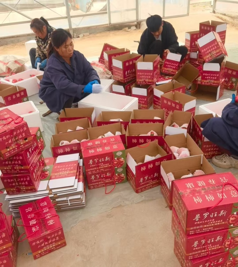 西红柿普罗旺斯西红柿产地直供一手货源量大从优