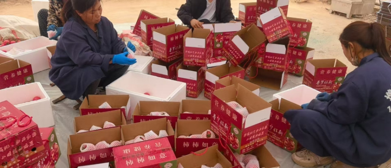 西红柿普罗旺斯西红柿产地直供一手货源量大从优