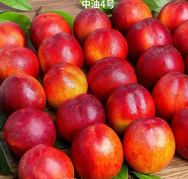 精品油桃产地直发一件代发货源充足量大从优质量保证