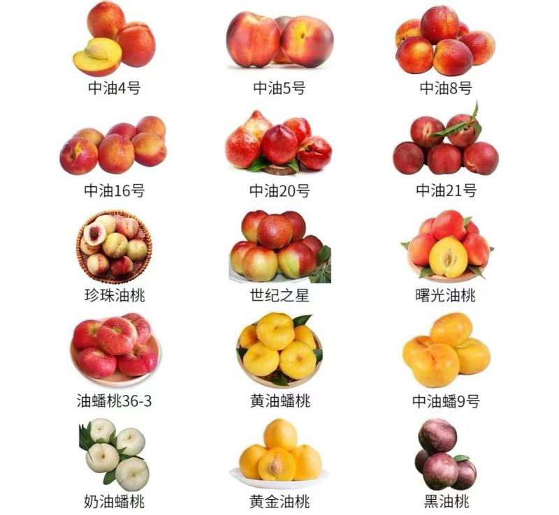 精品油桃产地直发一件代发货源充足量大从优质量保证