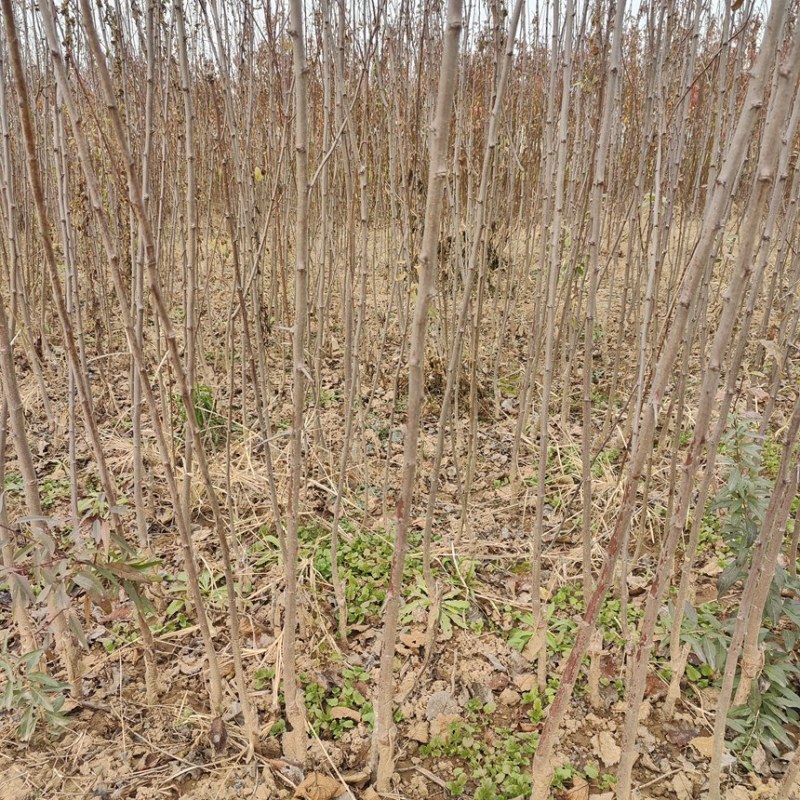 西梅苗法兰西西梅苗蓝蜜西梅苗基地供应品种保证