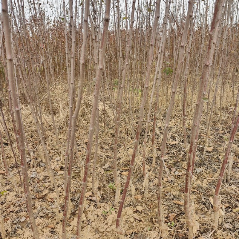 西梅苗法兰西西梅苗蓝蜜西梅苗基地供应品种保证