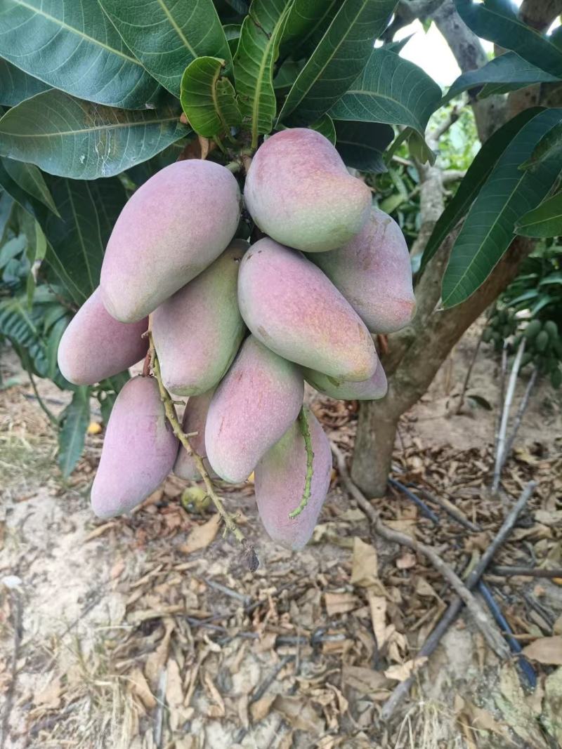 海南贵妃芒，台农，对接各大批发市场，电商欢迎采购