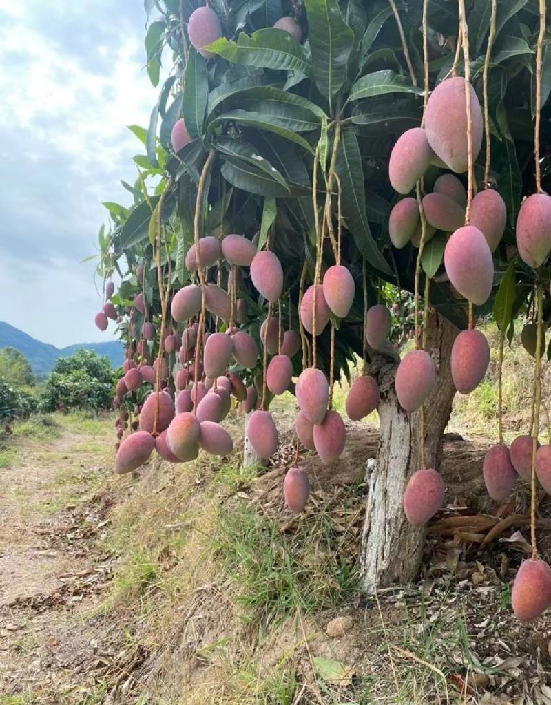 海南贵妃芒，台农，对接各大批发市场，电商欢迎采购
