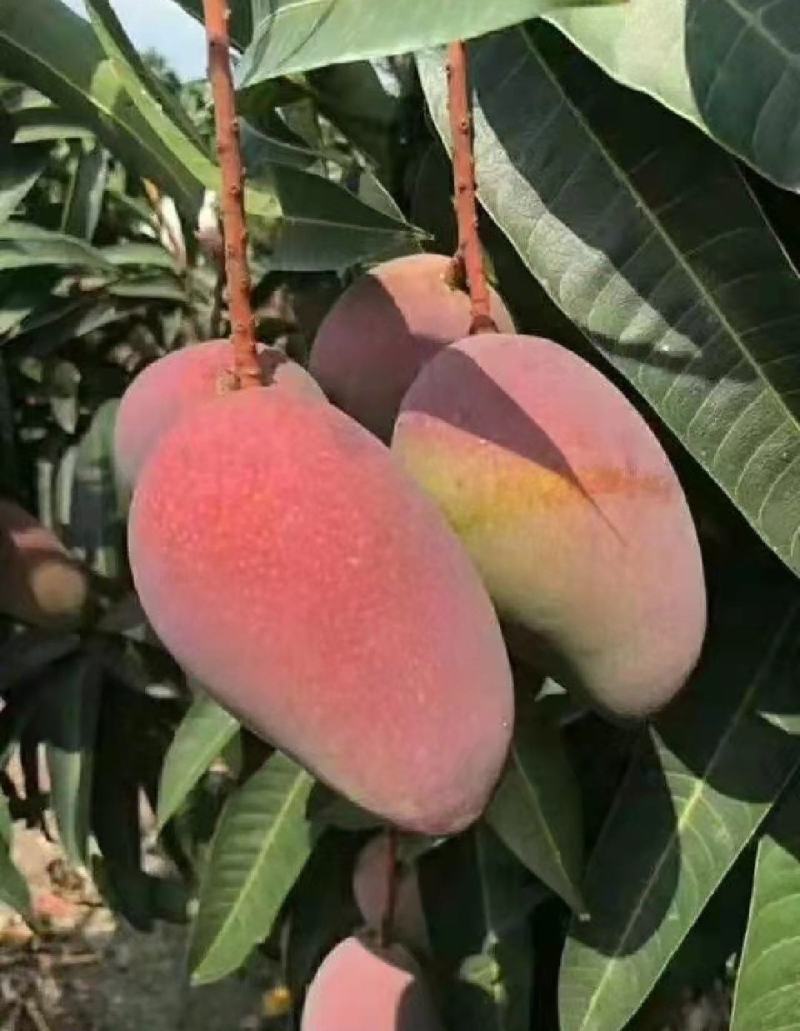 海南贵妃芒，台农，对接各大批发市场，电商欢迎采购