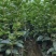 700亩太秋甜脆柿种植基地，中国亚林所纯品种，欢迎参观
