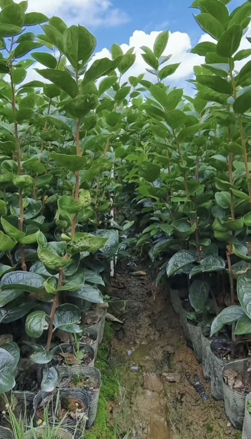 700亩太秋甜脆柿种植基地，中国亚林所纯品种，欢迎参观