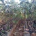 700亩太秋甜脆柿种植基地，中国亚林所纯品种，欢迎参观