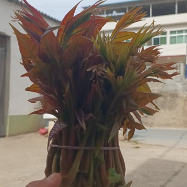 陕南野生高山香椿