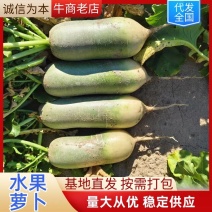 【优质】吉林水果萝卜大量上市〔支持视频看货〕产地直发