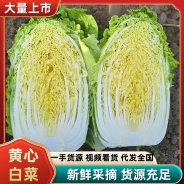 【精选】吉林黄心白菜杠菜量大质优〔品质保障〕
