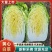 【精选】吉林黄心白菜杠菜量大质优〔品质保障〕