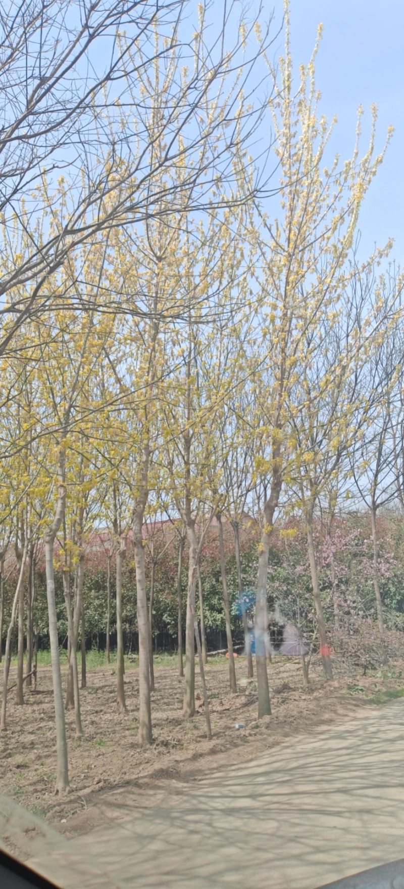 陕西百信精品苗木绿化—金叶复叶槭