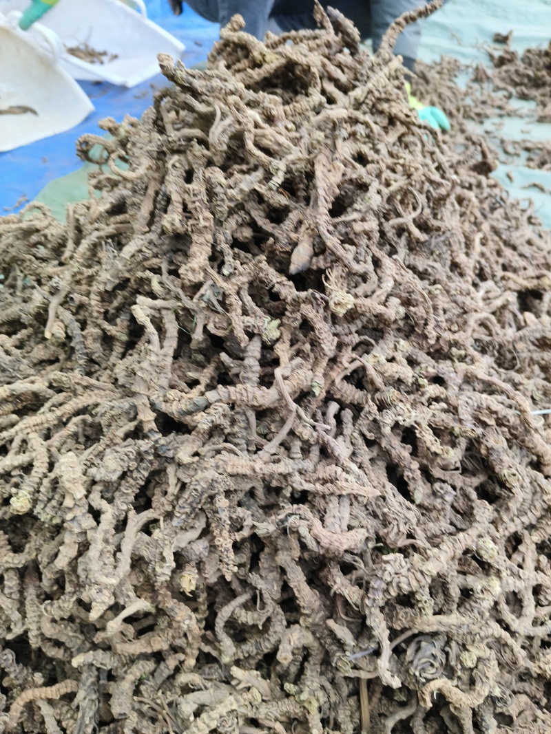 蜘蛛香光货毛货