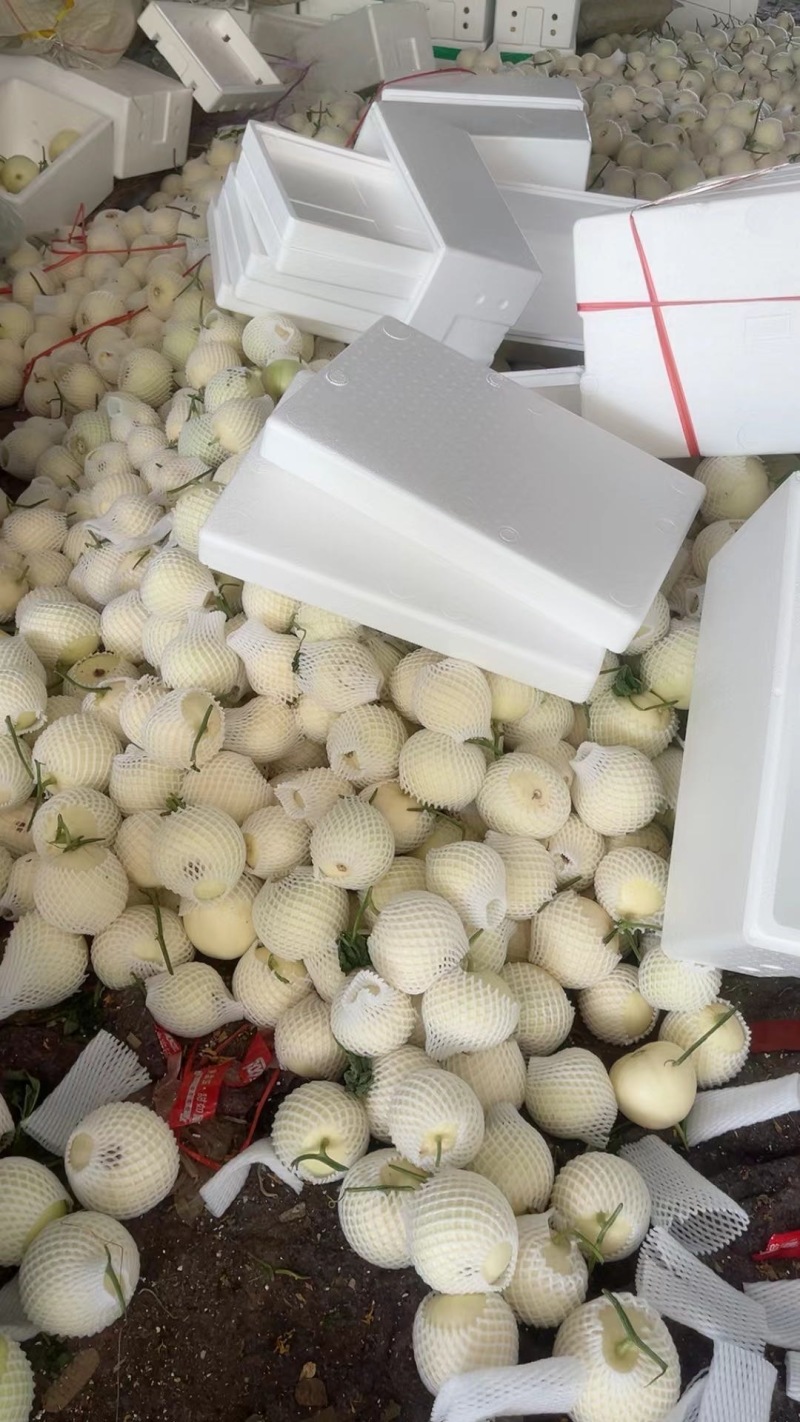 内黄县花蕾甜瓜大量上市绿宝品种齐全博洋甜瓜货源充足欢迎