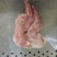 兔肉、兔肉、兔前腿、兔后腿、兔肚、兔肝