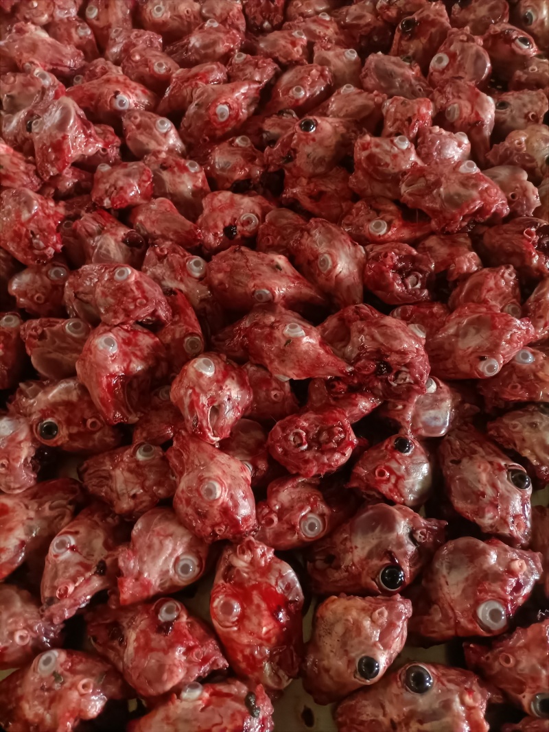 兔肉、兔肉、兔前腿、兔后腿、兔肚、兔肝