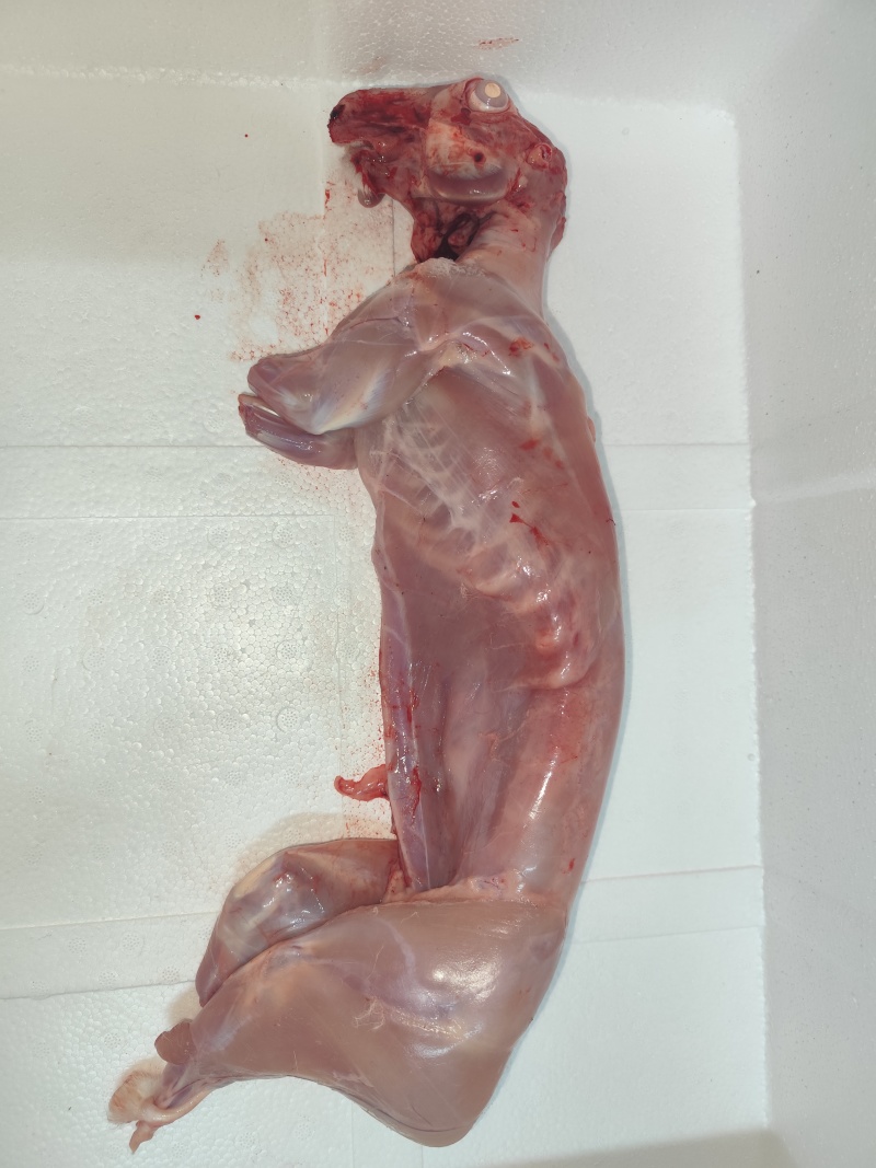 兔肉、兔肉、兔前腿、兔后腿、兔肚、兔肝