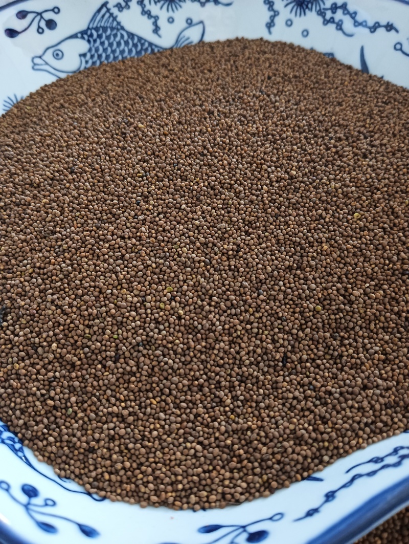 菟丝子菟丝子实拍批发各种中药材量大优惠