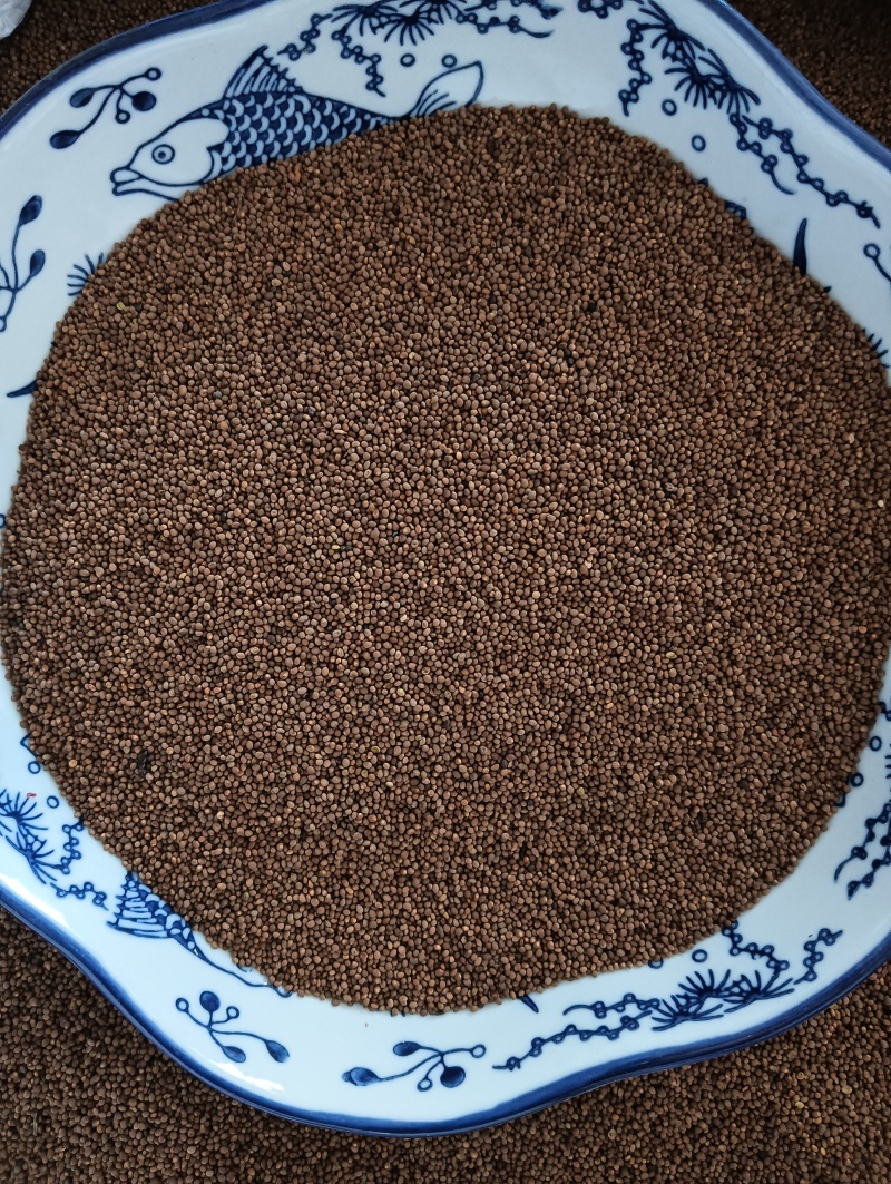 菟丝子菟丝子实拍批发各种中药材量大优惠